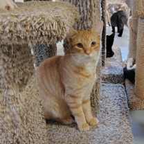 Thumbnail photo of Rover #3