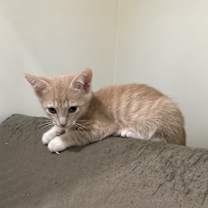 Thumbnail photo of Tesla #3