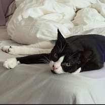 Thumbnail photo of Tofu #1