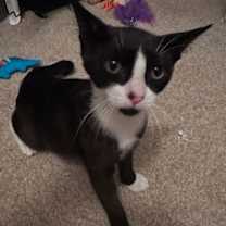 Thumbnail photo of Tofu #2