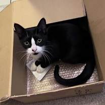 Thumbnail photo of Tofu #4