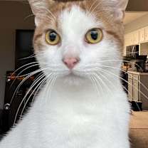 Thumbnail photo of Vinny #1