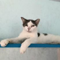 Thumbnail photo of Sweet Pea #1