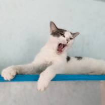 Thumbnail photo of Sweet Pea #2