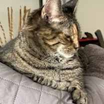 Thumbnail photo of Precious #2