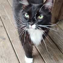 Thumbnail photo of Annie nka Luna #2