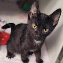 Thumbnail photo of Noelle #1