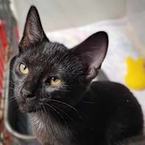 Thumbnail photo of Ginger #1