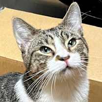 Thumbnail photo of BAYLOR #4