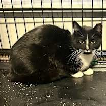 Thumbnail photo of Lani Linden #1