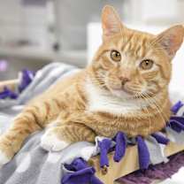 Thumbnail photo of Purrcy #1