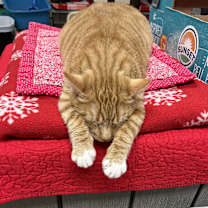 Thumbnail photo of Purrcy #3