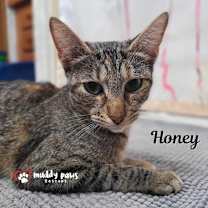 Thumbnail photo of Honey #1