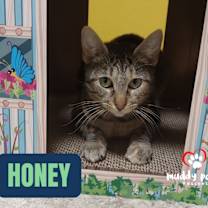 Thumbnail photo of Honey #2