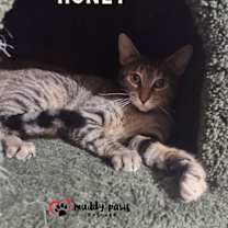 Thumbnail photo of Honey #3