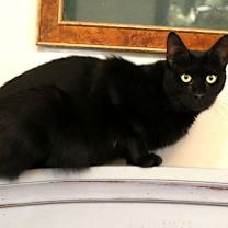 Thumbnail photo of Nova Q #4