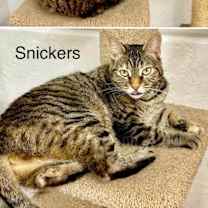 Thumbnail photo of Snickers #4