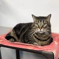 adopt-pet