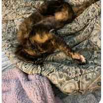 Thumbnail photo of Mittens #2