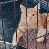 Thumbnail photo of Sampson #1