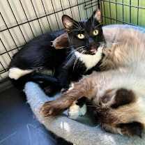 Thumbnail photo of Scooter #4