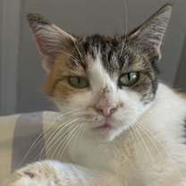 Thumbnail photo of Tuna #1