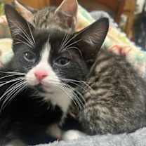 Thumbnail photo of Dutch #1