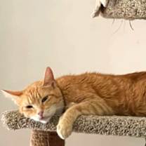 Thumbnail photo of Gelato #4