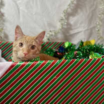 Thumbnail photo of Gingie #2
