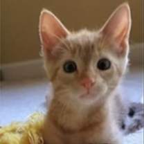 Thumbnail photo of Gingie #3