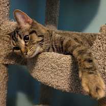 Thumbnail photo of C245 Litter Gabrielle (bonded with Sebastian) #3