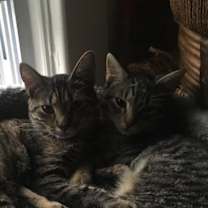 Thumbnail photo of Gillian and Lovey #1