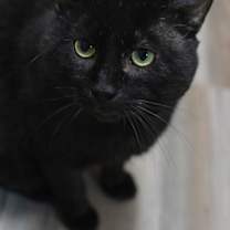 Thumbnail photo of Gaspard #1