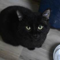 Thumbnail photo of Gaspard #2