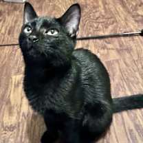Thumbnail photo of Shadow #2