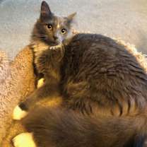 Thumbnail photo of Munchkin (& Sofie) #1