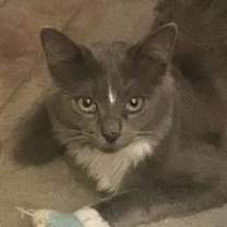 Thumbnail photo of Munchkin (& Sofie) #2