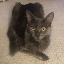 Thumbnail photo of Birdie (& Angie) #2