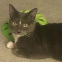 Thumbnail photo of Sofie (& Munchkin) #2