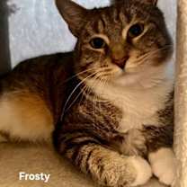 Thumbnail photo of Frosty #1