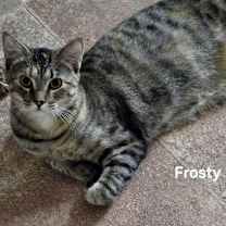 Thumbnail photo of Frosty #2