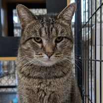 Thumbnail photo of Fresca #3