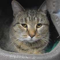 Thumbnail photo of Fresca #4
