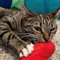 Thumbnail photo of Oakley #3