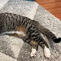 Thumbnail photo of Oakley #4