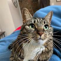 Thumbnail photo of Izzy #1
