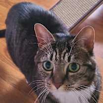 Thumbnail photo of Izzy #2