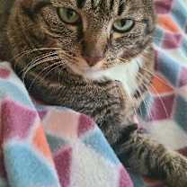 Thumbnail photo of Izzy #4