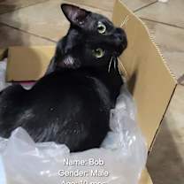 Thumbnail photo of Bob #4