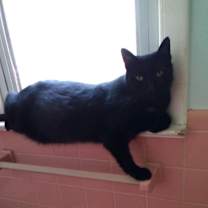 Thumbnail photo of Pete; lap cat- people loving #2